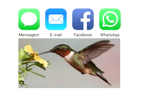 Como salvar fotos de WhatsApp no iPhone ou iPad